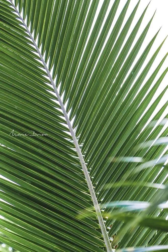 Villa Zepices Le Gosier  Guadeloupe